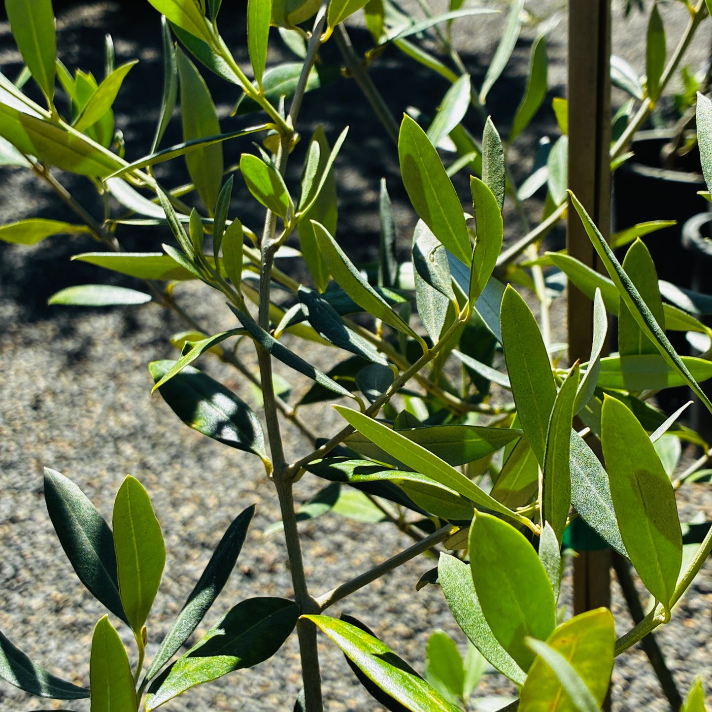 *RETAIL - Olea europaea 'Cayon'