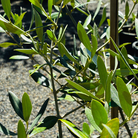 *RETAIL - Olea europaea 'Cayon'