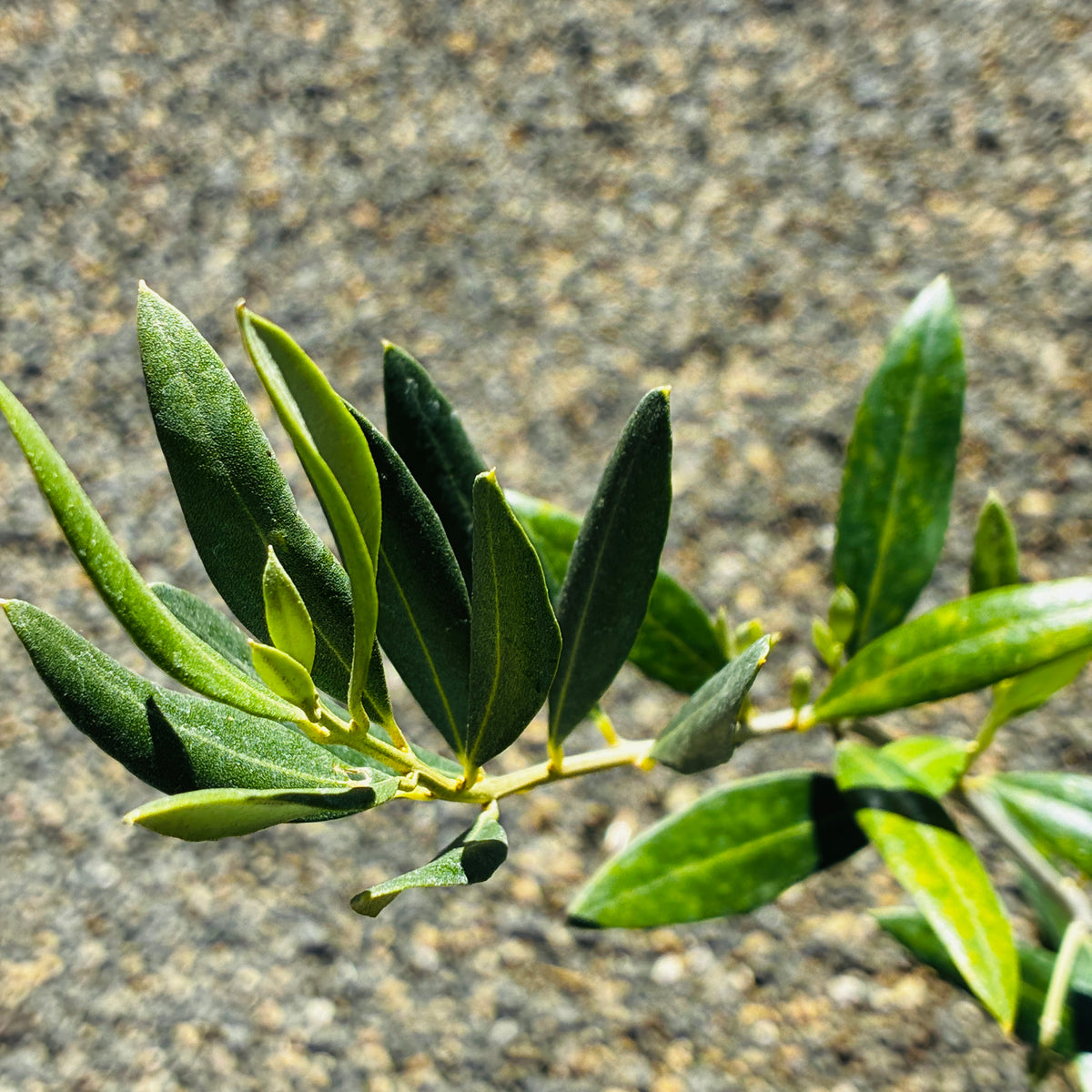 *RETAIL - Olea europaea 'Cayon'