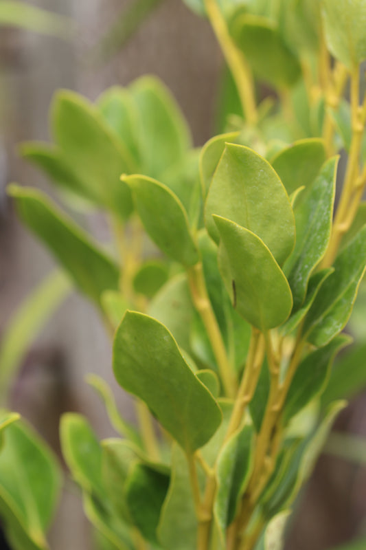 *RETAIL - Griselinia littoralis - Washington Park hardiest form