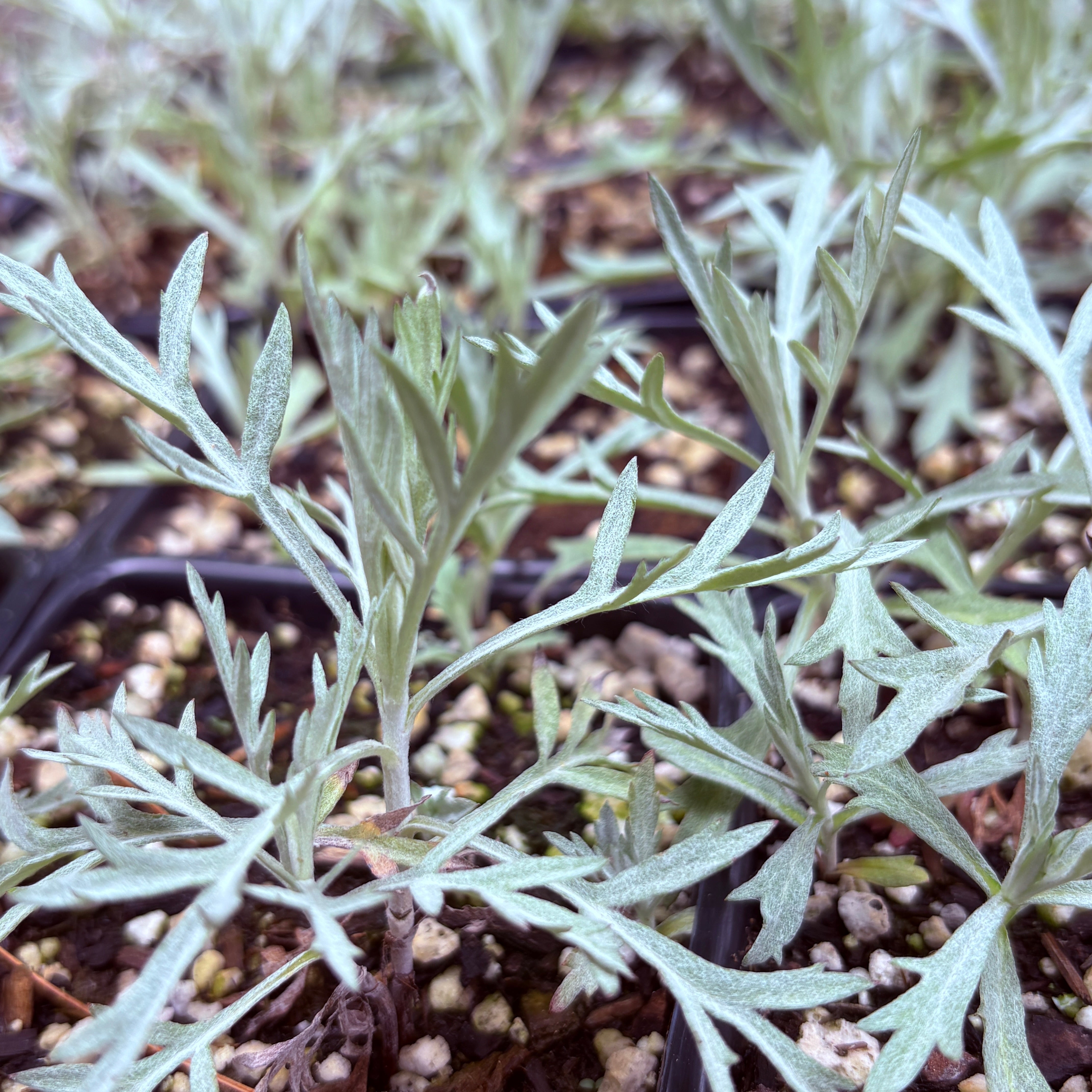 *RETAIL - Artemisia ludoviciana 'Silver King' – Cistus Nursery