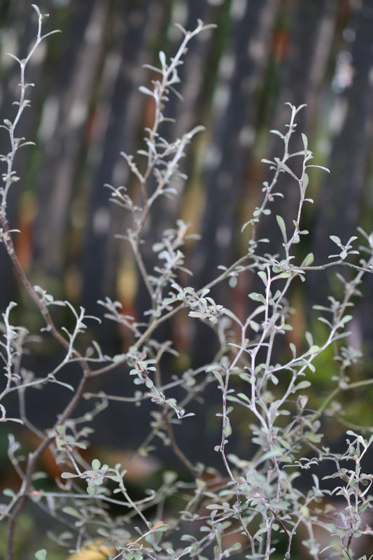 Corokia cotoneaster 'Antons Dwarf'