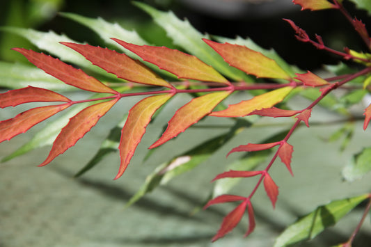 *RETAIL - Mahonia nitens x eurybracteata 'The Narrows'