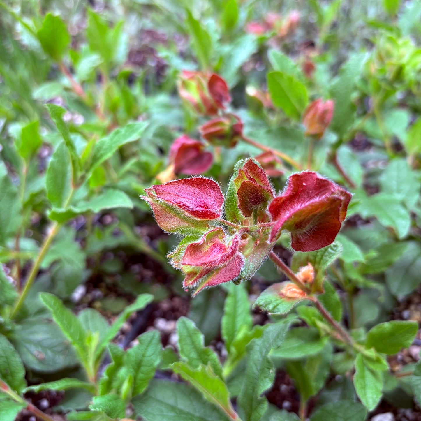 *RETAIL - Cistus 'Snow Fire'