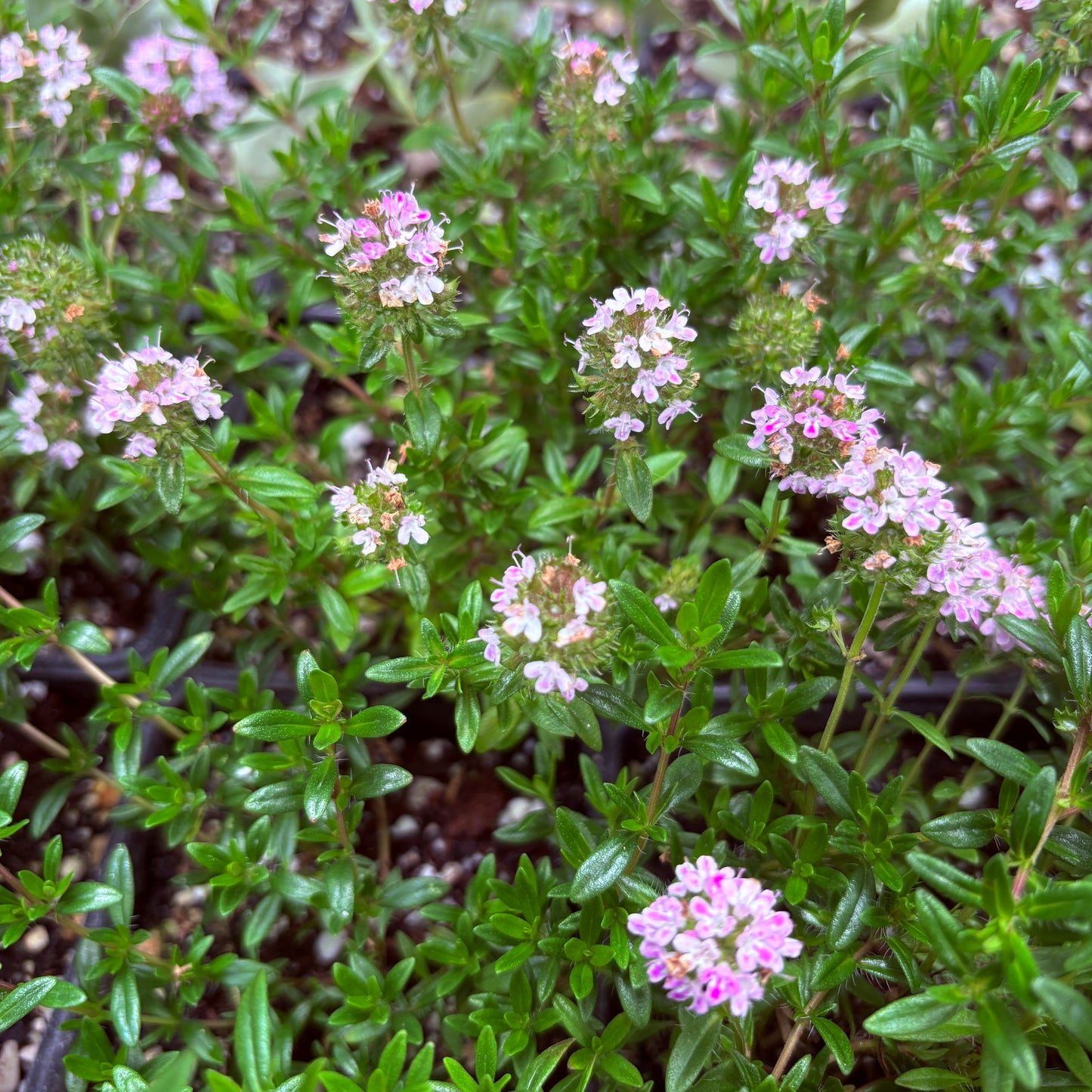 *RETAIL - Thymus vulgaris 'Jekka'