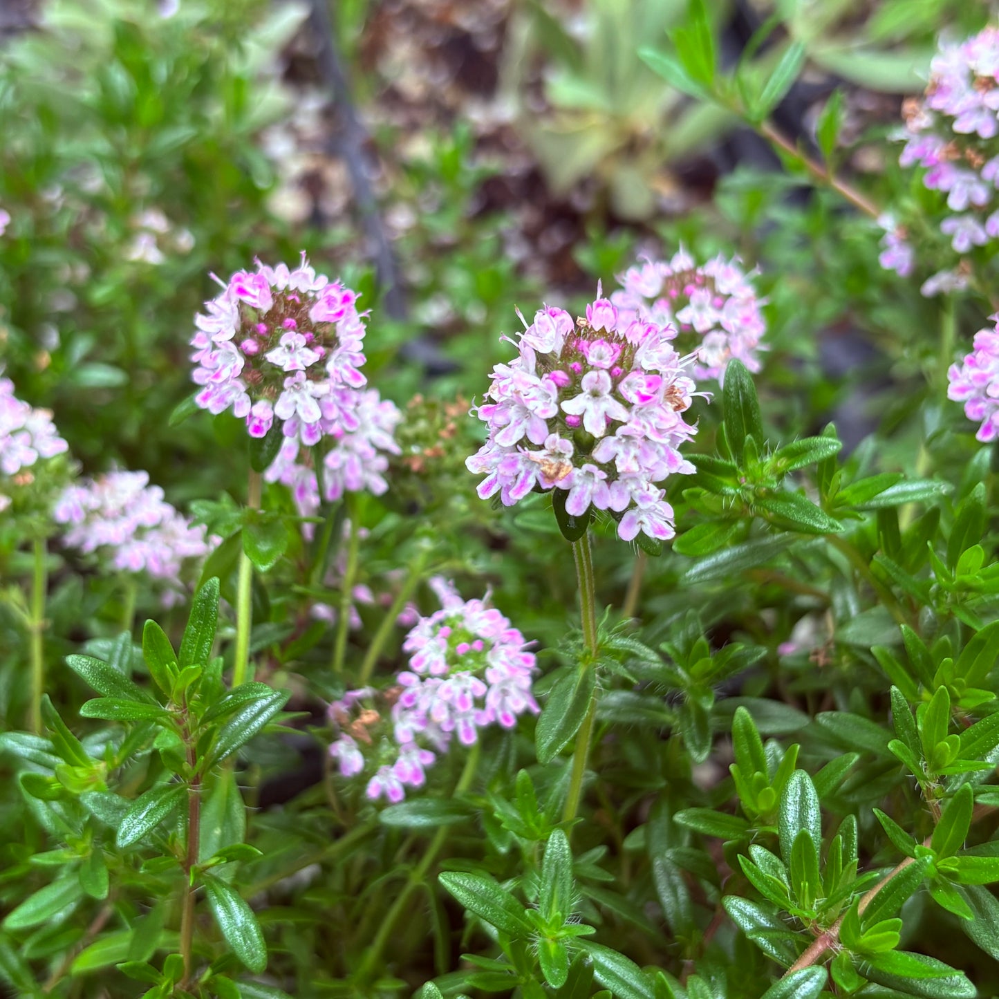 *RETAIL - Thymus vulgaris 'Jekka'