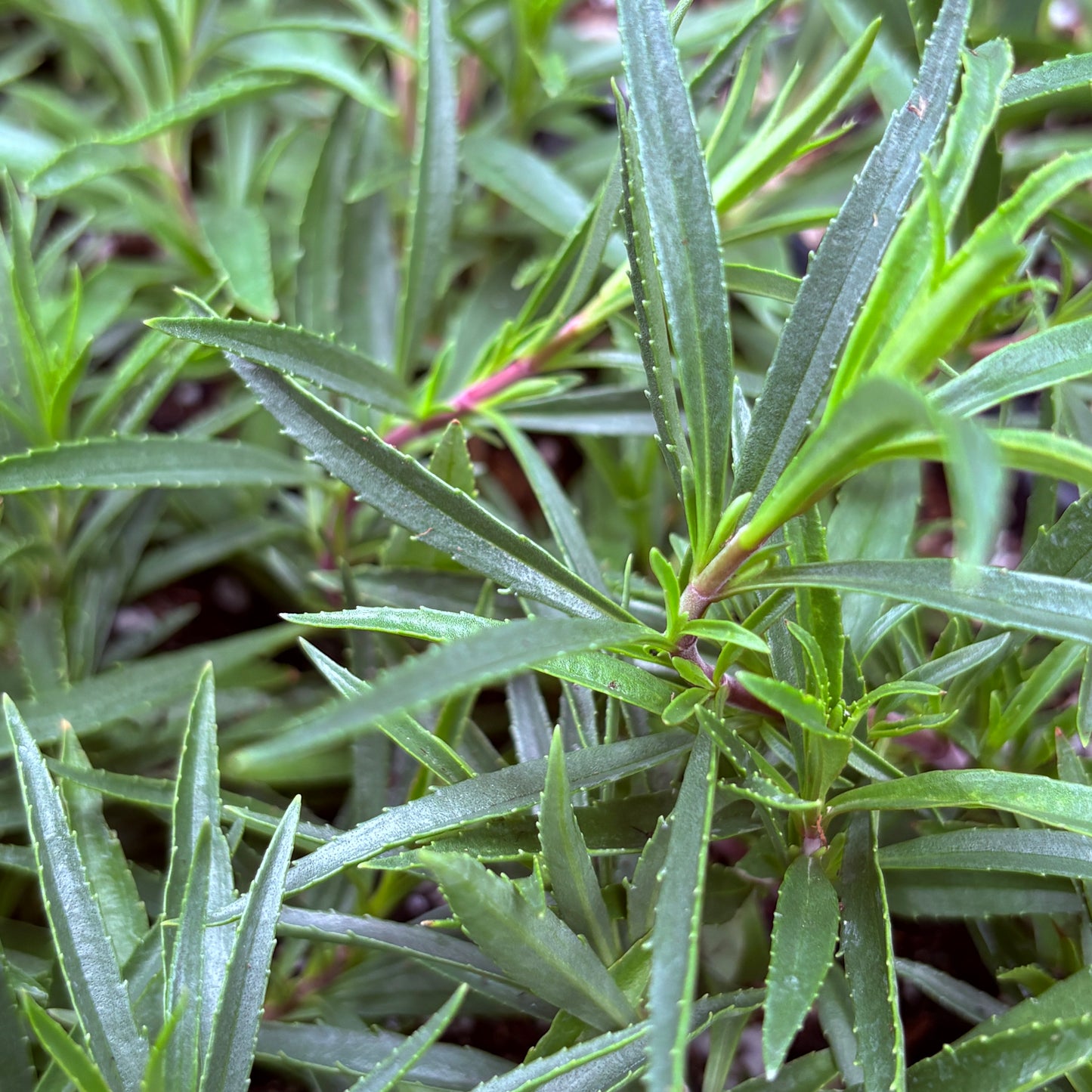 *RETAIL - Penstemon 'Ghent Purple'