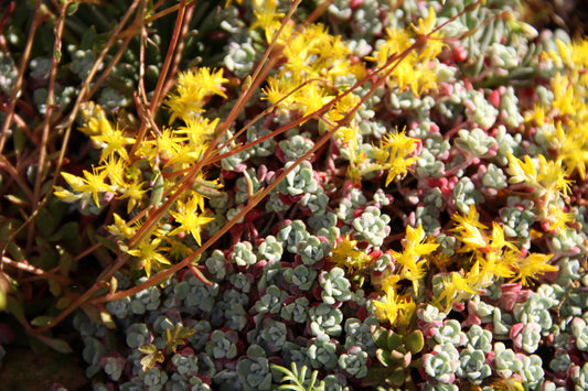 *RETAIL - Sedum spathulifolium 'Carnea'