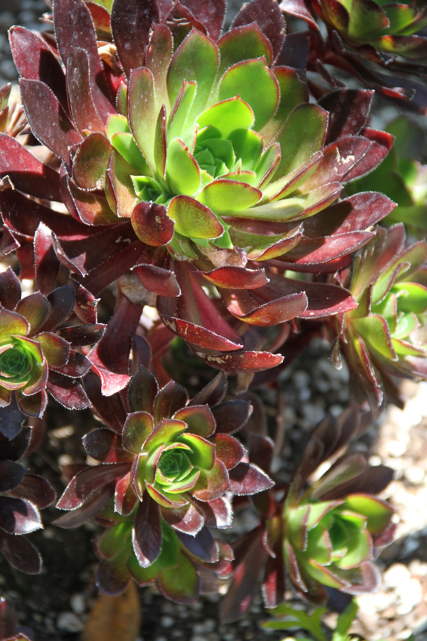 Aeonium 'Strybing Red'