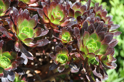 Aeonium 'Strybing Red'
