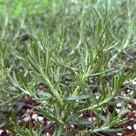 *RETAIL - Rosmarinus x prostratus 'Rampant Boule'