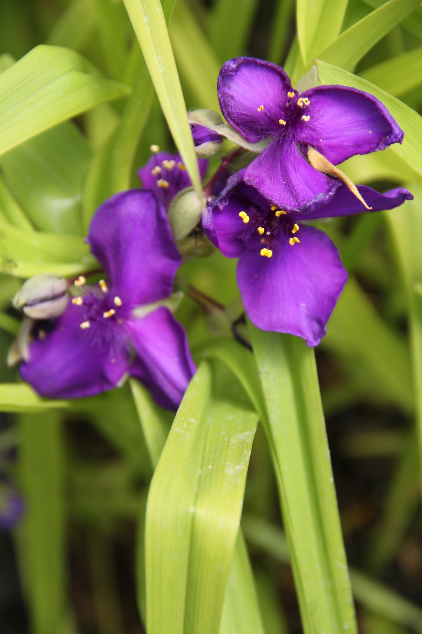 Tradescantia 'Blue & Gold'