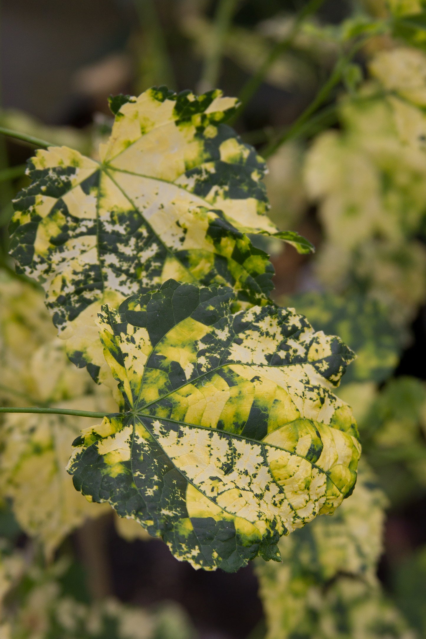 *RETAIL - Abutilon x 'Midas Touch'