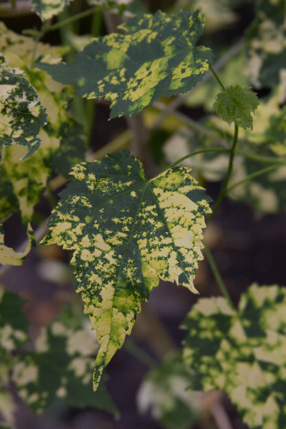 *RETAIL - Abutilon x 'Midas Touch'