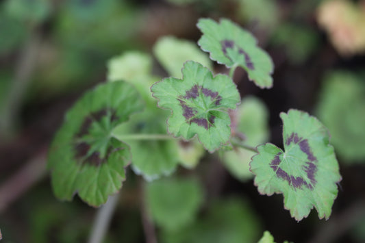 Pelargonium 'The Boar' [Isle of Skye]