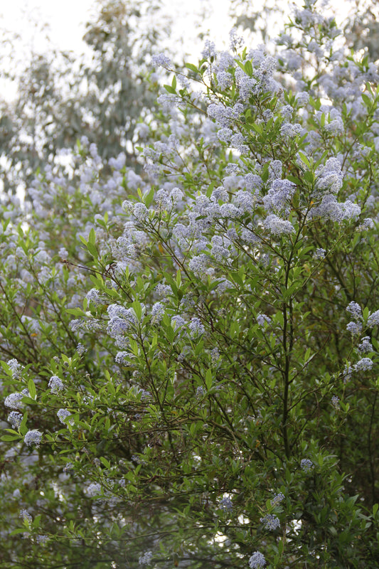 *RETAIL - Ceanothus 'Oregon Mist'