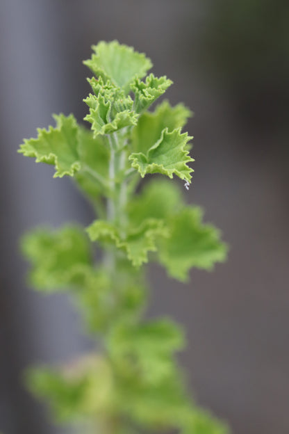 Pelargonium 'Veronica Contreras'
