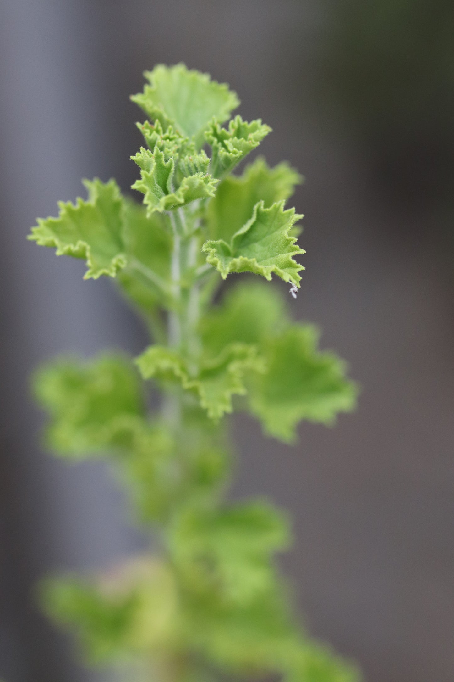 *RETAIL - Pelargonium 'Veronica Contreras'