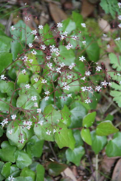 Vancouveria hexandra 'Winchuck'