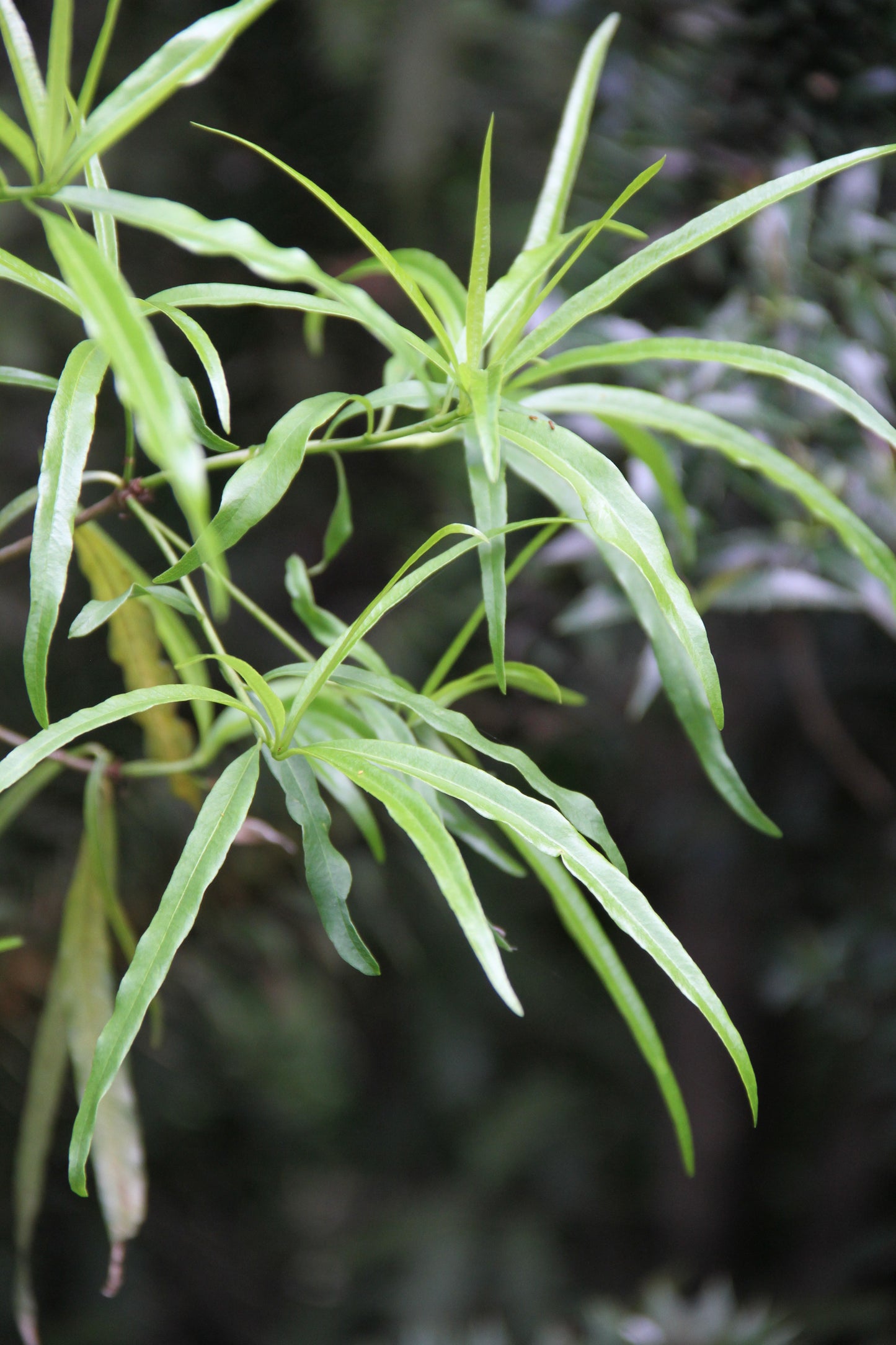 *RETAIL - Pittosporum illicioides 'Strappy'