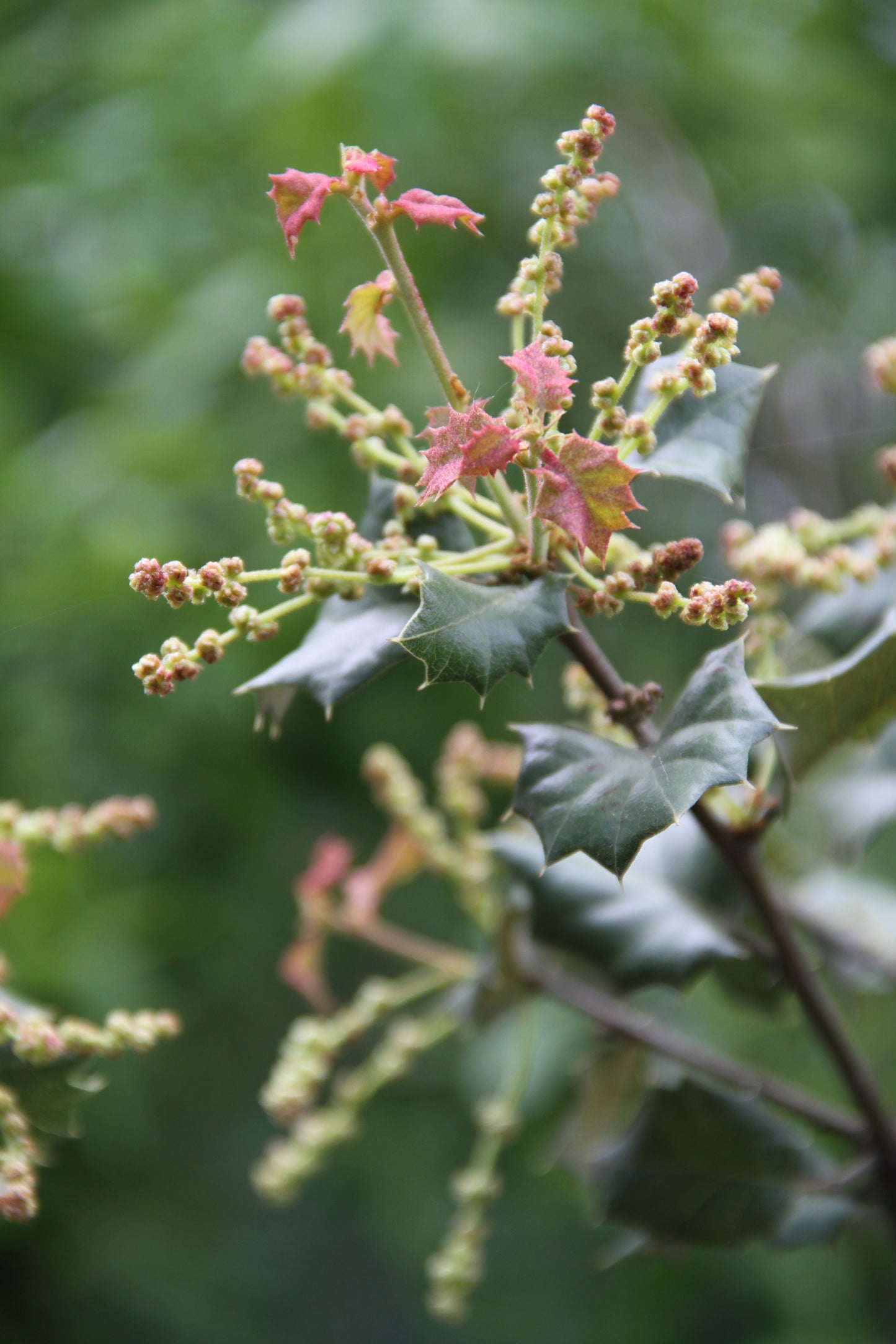 *RETAIL - Quercus palmeri