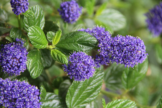 *RETAIL - Ceanothus thyrsiflorus 'Skylark'