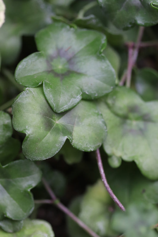 Pelargonium peltatum