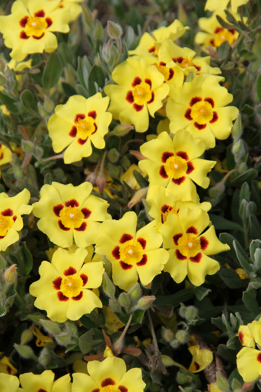 *RETAIL - Halimium lasianthum 'Sandling'