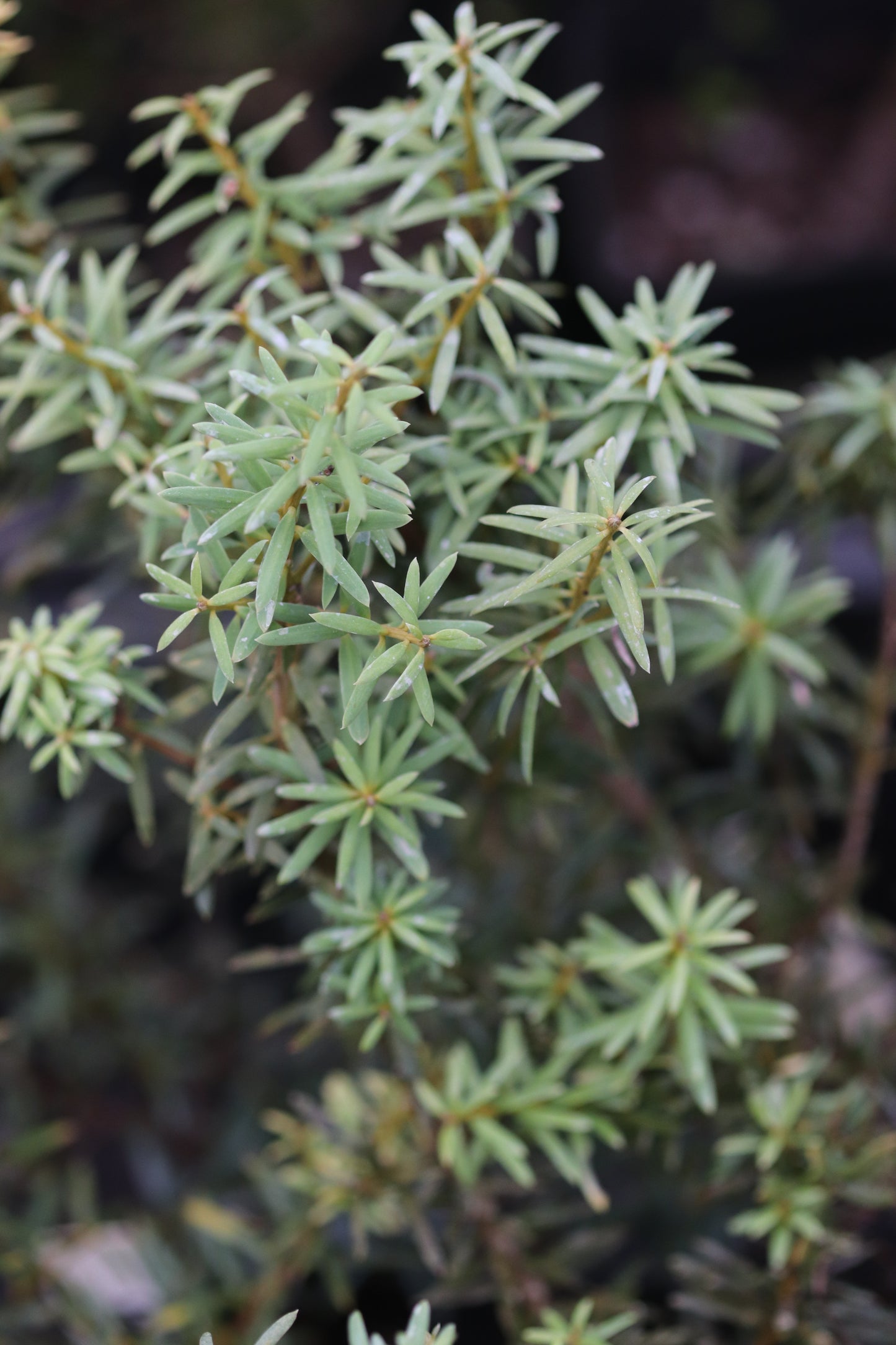 Podocarpus alpinus - Green form [Seattle Arboretum]
