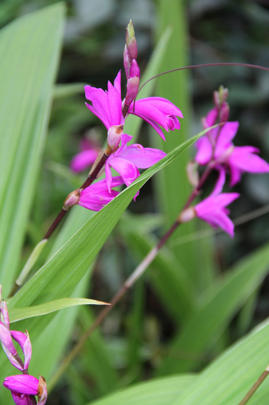 *RETAIL - Bletilla 'Yokohama'