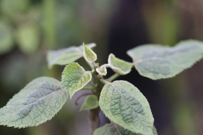 Salvia mexicana 'Variegata'
