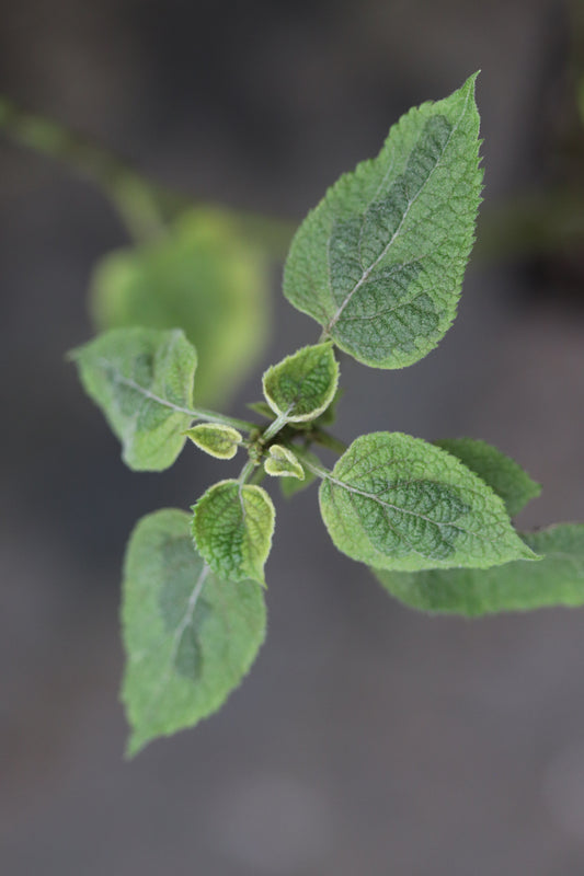 Salvia mexicana 'Variegata'
