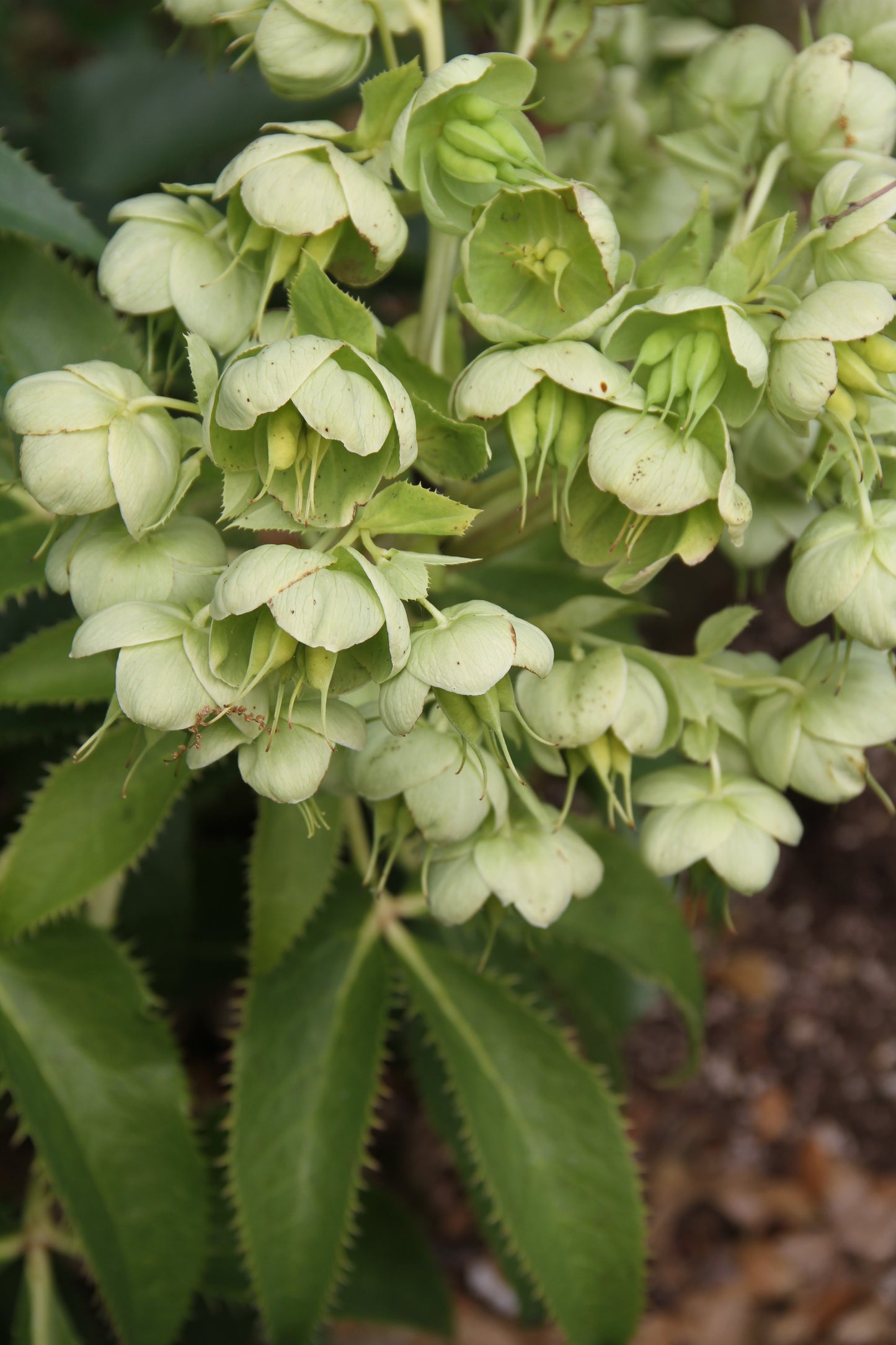 *RETAIL - Helleborus argutifolius