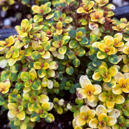 *RETAIL - Thymus 'Doone Valley'