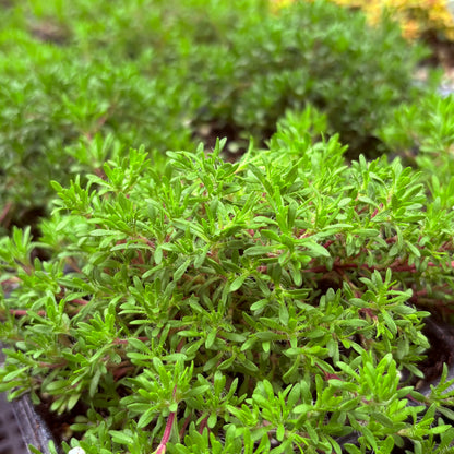 *RETAIL - Thymus caespititius 'Tuffet'