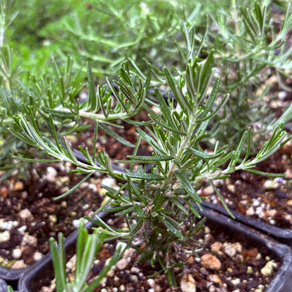 *RETAIL - Rosmarinus officinalis 'Sorcerer's Apprentice'