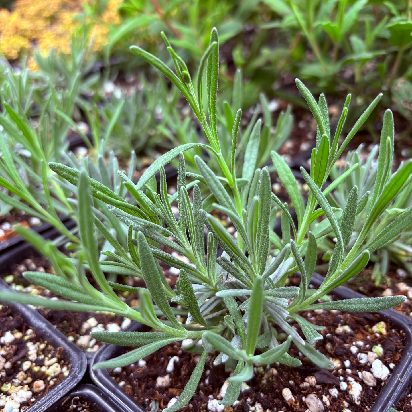 *RETAIL - Lavandula x intermedia 'Riverina Thomas'