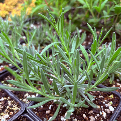 *RETAIL - Lavandula x intermedia 'Riverina Thomas'