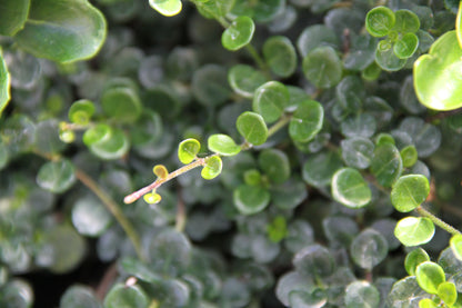 *RETAIL - Lonicera crassifolia