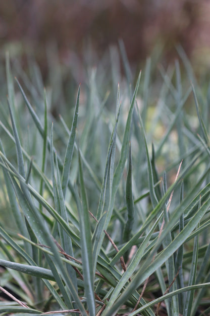 Yucca 'Blue Sentry'