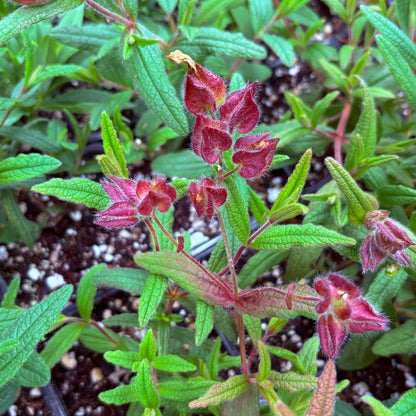 *RETAIL - Cistus x 'Christopher Gable'