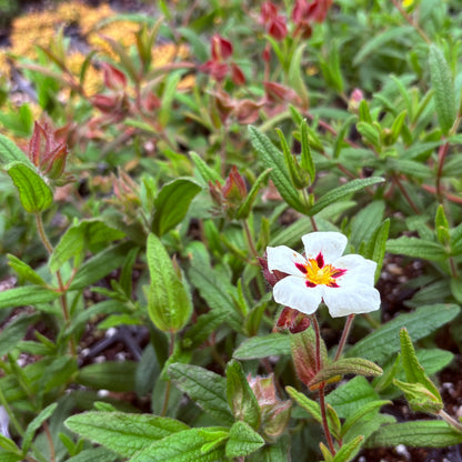 *RETAIL - Cistus x 'Christopher Gable'