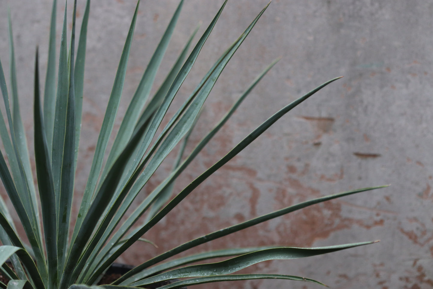 Yucca 'Blue Sentry'