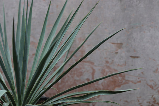 *RETAIL - Yucca 'Blue Sentry'