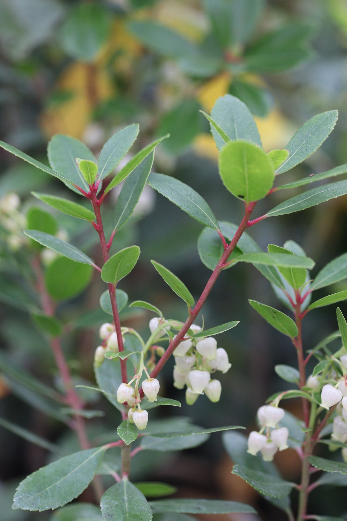 Arbutus x 'Northwood'