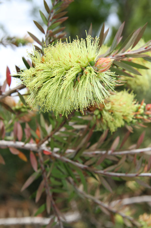 *RETAIL - Callistemon pityoides 'Kosciuszko Princess'