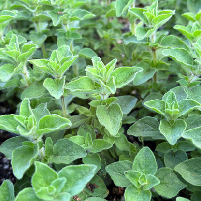 *RETAIL - Origanum vulgare 'Hot & Spicy'