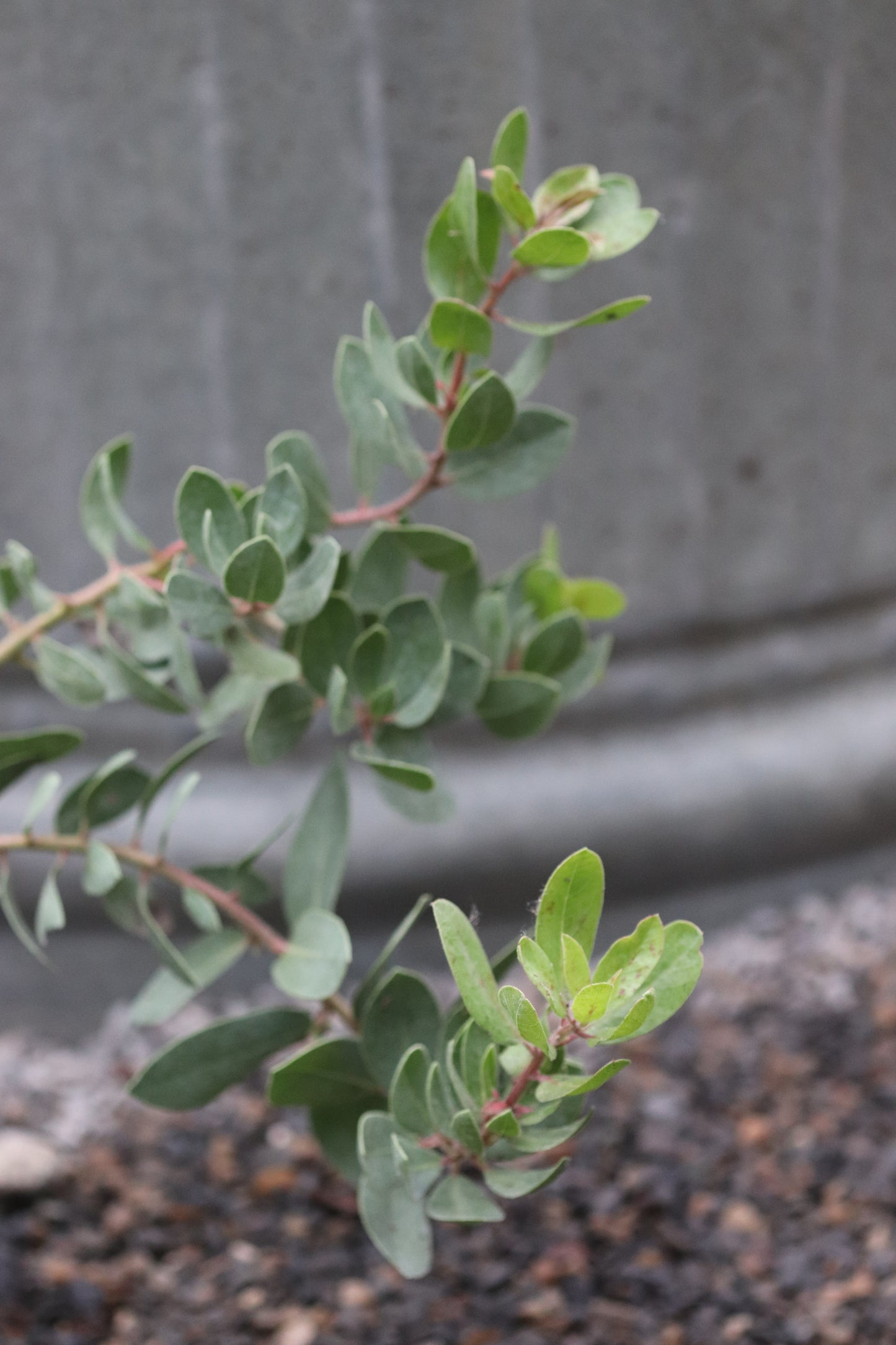 Arctostaphylos montereyensis