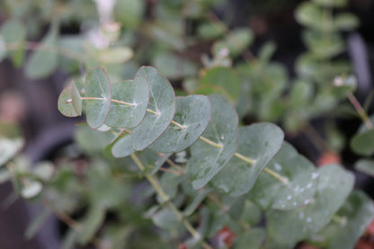 Eucalyptus perriniana