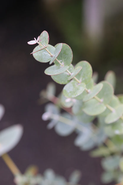 Eucalyptus perriniana